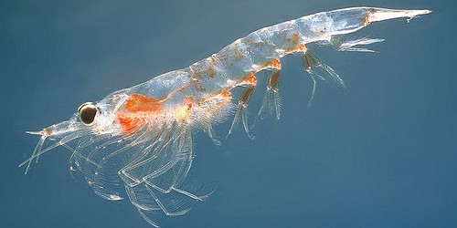 Pros and Cons of Krill Oil