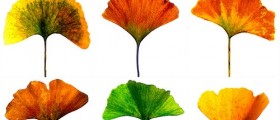 Alternative Therapies For Alzheimer's Disease
