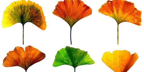 Alternative Therapies For Alzheimer's Disease