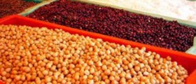 Anti-Cancer Diet: Cancer Fighting Foods and Spices