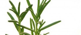 Alternative Cancer Treatment: Scientific Exploration of Herbs