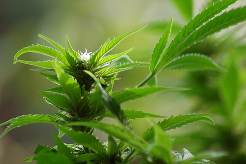 cannabis.jpg