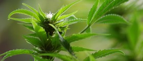 Dutch may Label Cannabis with More Than 15% THC as a Hard Drug Because It Causes Addiction