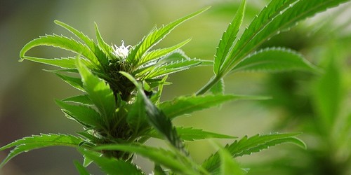 Dutch may Label Cannabis with More Than 15% THC as a Hard Drug Because It Causes Addiction