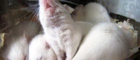 Humanization Of Animals In The Name Of Medical Research Needs New Rules To Support Ethics