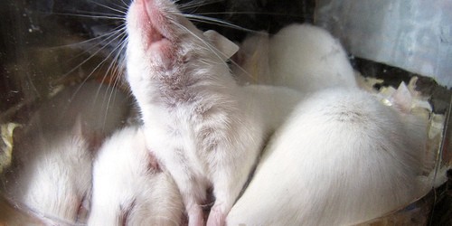 Humanization Of Animals In The Name Of Medical Research Needs New Rules To Support Ethics