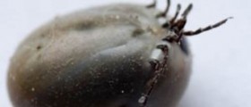 Tick Borne Rickettsial Disease