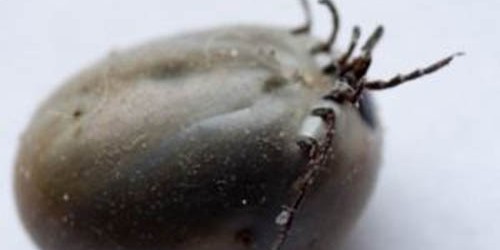 Tick Borne Rickettsial Disease