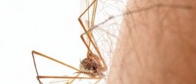 Home Remedies for Mosquito Bites