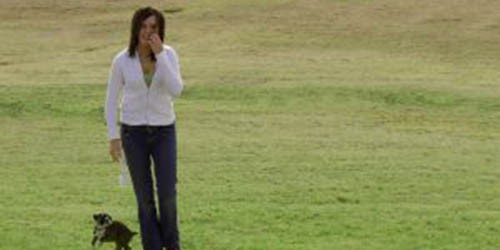 Dog Walking: Better Health for Dogs and Owners