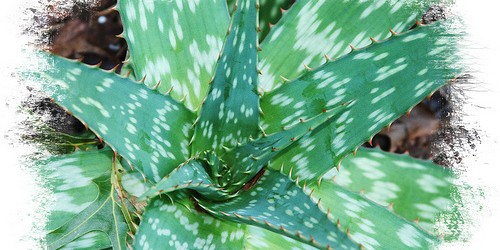 Naturopathinc Treatment:  Natural Remedies For Asthma