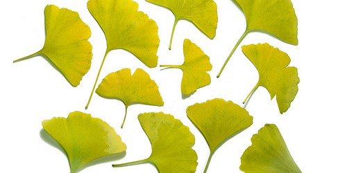 11 Natural Products for Ideal Blood Circulation