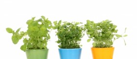 10 Super Powerful Herbs And Spices Your Body Needs To Boost Immune System