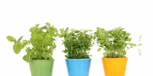 10 Super Powerful Herbs And Spices Your Body Needs To Boost Immune System