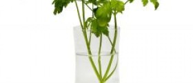 My Herbal Heaven: 10 Herbs You Can Grow In Your Kitchen