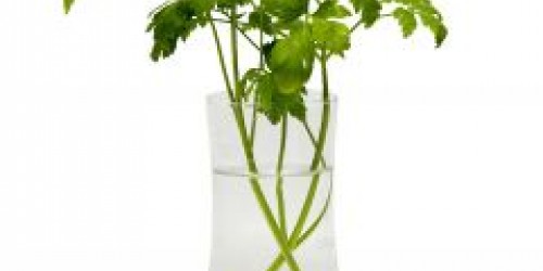 My Herbal Heaven: 10 Herbs You Can Grow In Your Kitchen