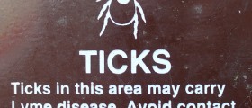 Lyme Disease - How Can It Be Treated?