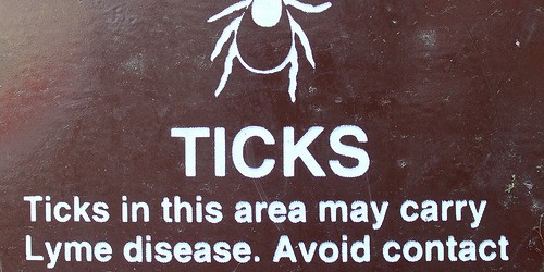 Lyme Disease - How Can It Be Treated?