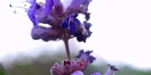 Herbal supplements and Vitamins to Relieve Menopausal Symptoms