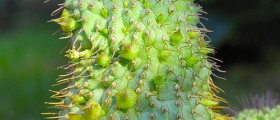 What Are the 6 Things All Hoodia Reviews Need to Have?