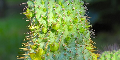 How to Avoid Hoodia Supplement Mistakes