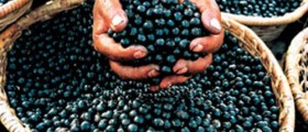10 Reasons Why You Should Choose Acai Berry for Weight Loss