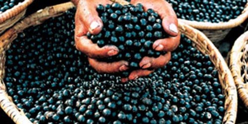 10 Reasons Why You Should Choose Acai Berry for Weight Loss