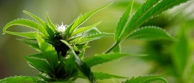 Steer Clear of Pot, If You Have Psychosis