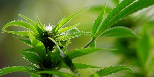 Steer Clear of Pot, If You Have Psychosis