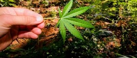 High IQ and Researcher Study  Equals More Drug Use