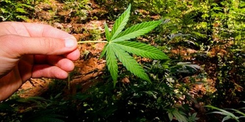 High IQ and Researcher Study  Equals More Drug Use