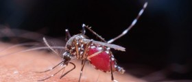 Small Bite, Huge Risk. What Do You Need To Know About Malaria?