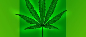 Does Marijuana Cure Prostate Cancer?