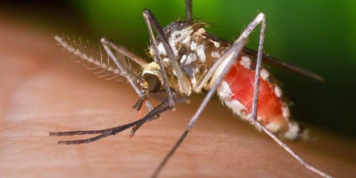 Zika: The Terrifying Virus Responsible For Booming Microcephaly Cases Might Be An STD?