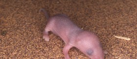 Scientists Create Motherless Mice: Will Two-Father Babies Be Possible One Day?