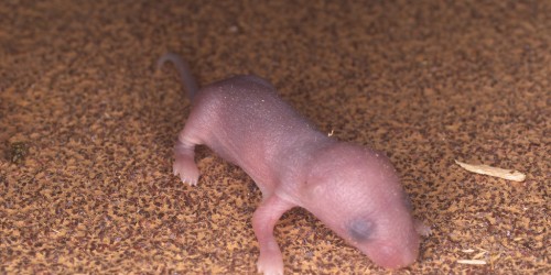 Scientists Create Motherless Mice: Will Two-Father Babies Be Possible One Day?