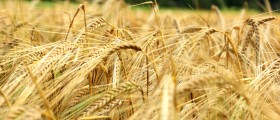 Barley And Wheat And Rye, Oh My! Women And Celiac Disease
