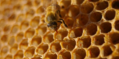 The Surprising Power Of Medicinal Honey For Skin Infections