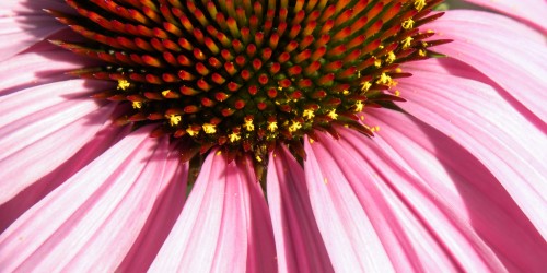Can Echinacea Do More Than Cure Colds?