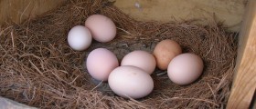 You Have Some Eggsplaining To Do: Are Eggs Really As Bad As Smoking?