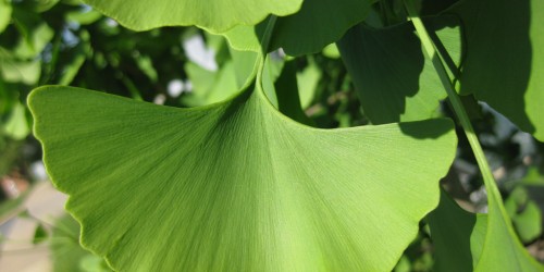 Gingko Biloba: Ancient Remedy Or Health Risk?