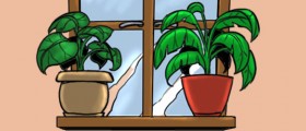 What Plants Can Do For Your Health