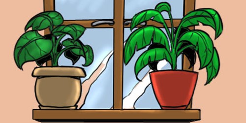 What Plants Can Do For Your Health