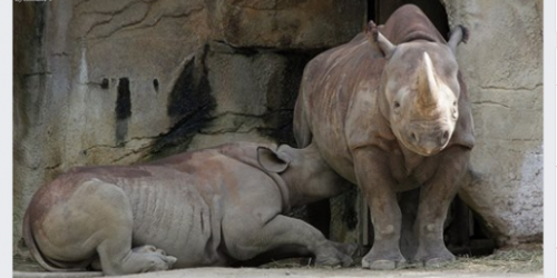Zoo Shares Picture Of Nursing Rhino: The Comments Reveal How Society Really Views Breastfeeding