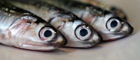 Brain Food: Why You Need Essential Fats For Optimal Cognitive Function