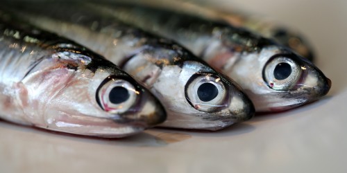 Brain Food: Why You Need Essential Fats For Optimal Cognitive Function