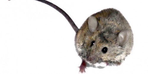 Could The Next Revolutionary Fertility Treatment Make The Female Biological Clock Obsolete?