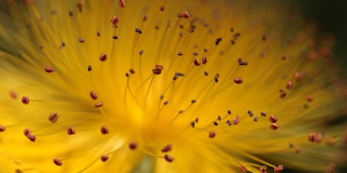 St John's Wort: Natural But Not Without Side Effects