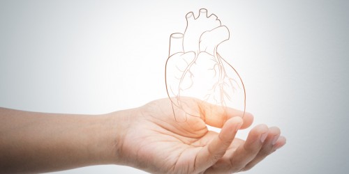 Eating Disorders And Cardiovascular Health: How Eating Disorders Impact Your Heart