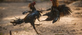 What Is The Fight Or Flight Response And How Does It Relate To Post-Traumatic Stress Disorder?